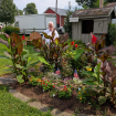 20260822-HCFMasterGardeners